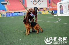 2016年CSV德国牧羊犬山东地方展在山东畜牧兽医职