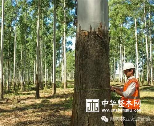 乌拉圭|2016广州展会邀请函（3月28日-31日）
