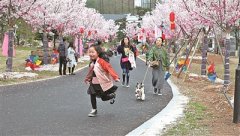 宁波首届国际樱花展开幕 千亩樱花林揭开面纱